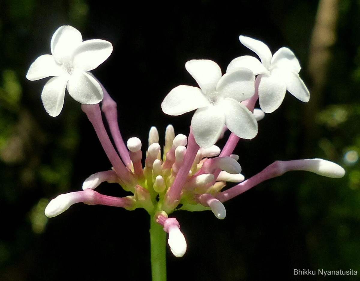 Rauvolfia serpentina (L.) Benth. ex Kurz